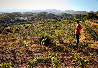 DO Montsant, een wijngebied in bloei