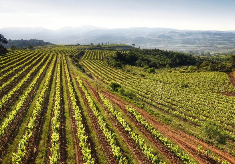 Trepat, de Catalaanse Pinot Noir.